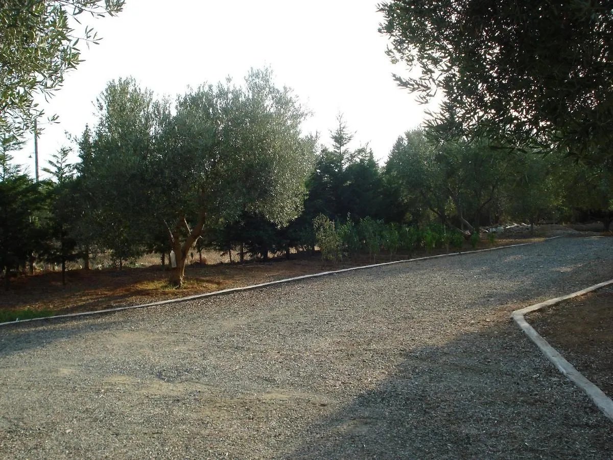 Country House In Olive Grove - Gerakini Greece